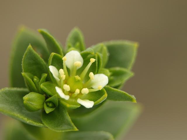 Honckenya peploides Sea Sandwort Caryophyllaceae Images