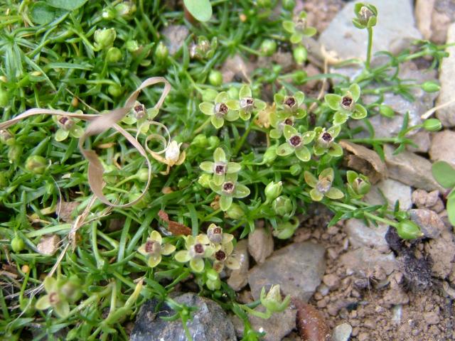 Sagina procumbens Procumbent Pearlwort Caryophyllaceae Images