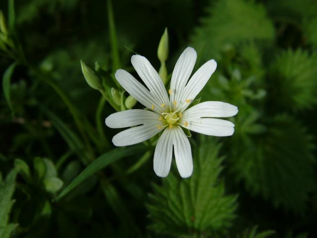Stellaria holostea Greater Stitchwort Caryophyllaceae Images