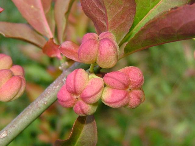 http://www.aphotoflora.com/images/celastraceae/euonymus_europaeus_spindle_tree_fruit_12-08-04.jpg