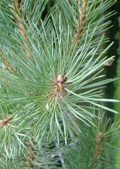 Pinaceae Pine Family