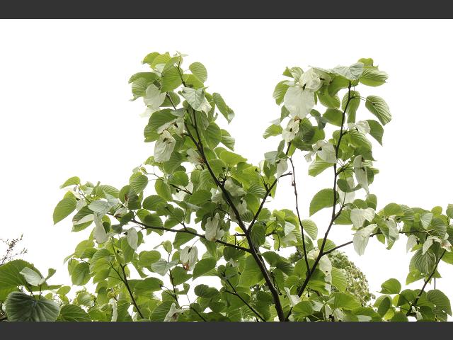 Davidia involucrata Dove Handkerchief or Pocket Handkerchief Tree Cornaceae Images
