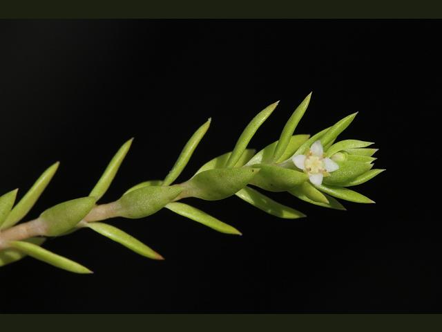 Crassula helmsii New Zealand Pigmyweed Crassulaceae Images