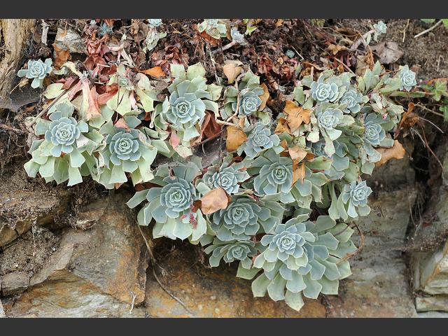 Echeveria species Rosette forming succulents Crassulaceae Images