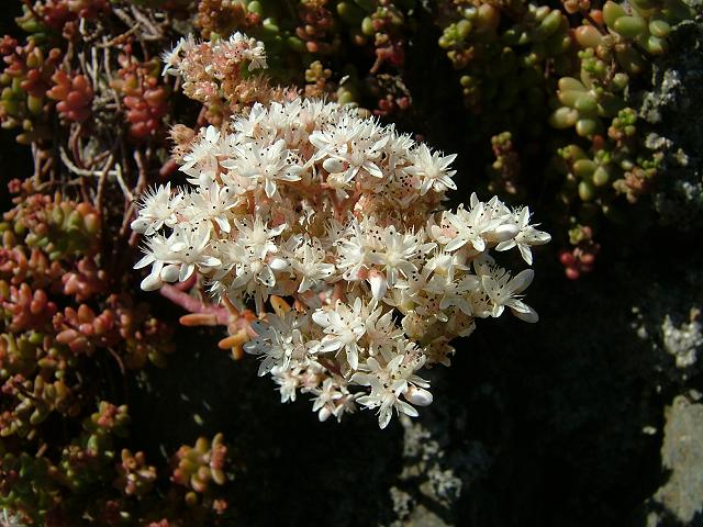 Sedum album White Stonecrop Crassulaceae Images