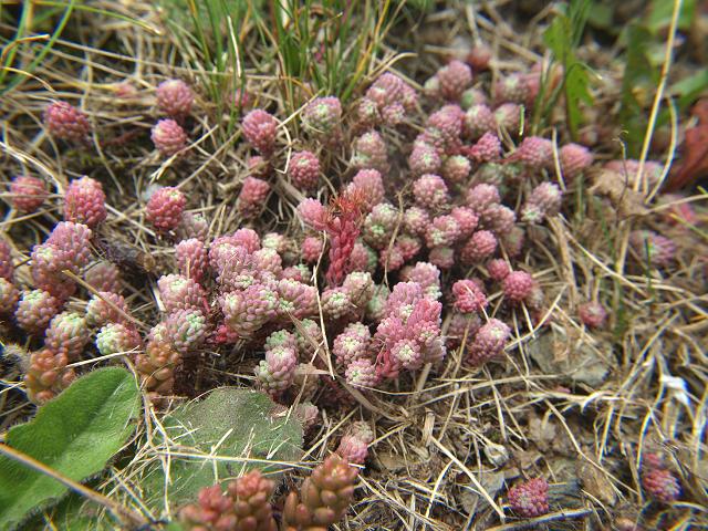 Sedum pallidum var bithynicum Turkish Stonecrop Crassulaceae Images