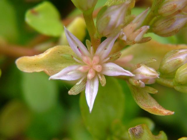 Sedum stoloniferum Lesser Caucasian Stonecrop Crassulaceae Images