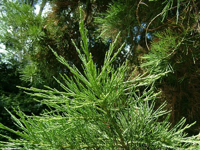 Sequoiadendron gigantea Giant Sierra Redwood or Wellingtonia Cupressaceae Images