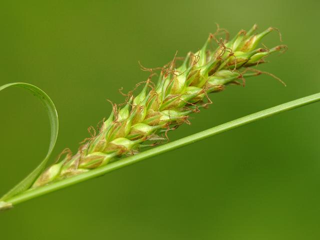 Carex distans - Distant Sedge Cyperaceae Images