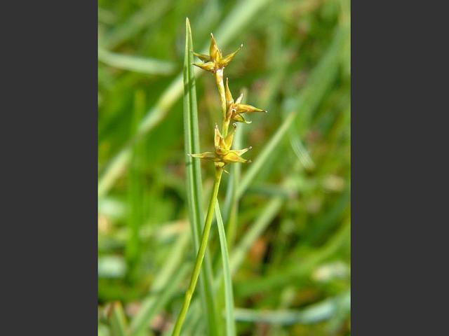 Carex echinata Star Sedge Cyperaceae Images