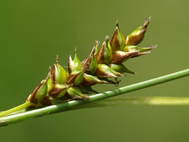 Carex hostiana Tawny Sedge Cyperaceae Images