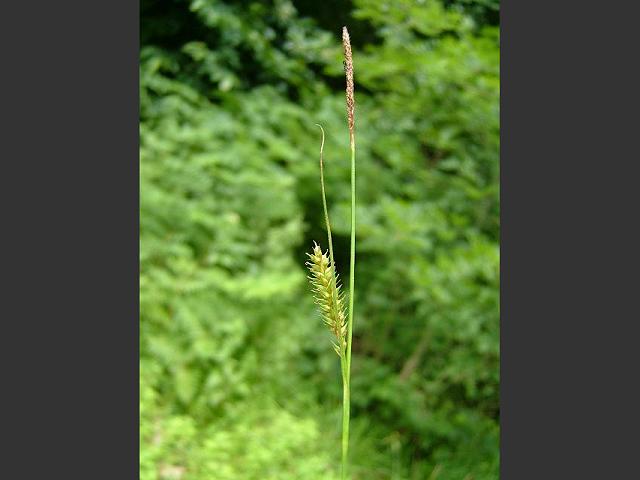 Carex laevigata Smooth Stalked Sedge Cyperaceae Images