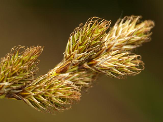 Carex ovalis Oval Sedge Cyperaceae Images