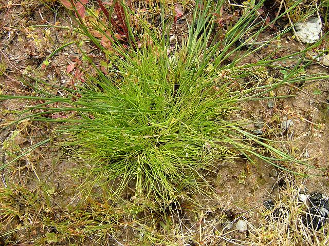 Isolepis setacea - Bristle Club Rush (Cyperaceae Images)