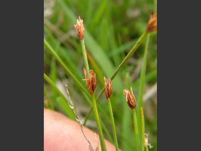 Trichophorum cespitosum Deergrass Cyperaceae Images