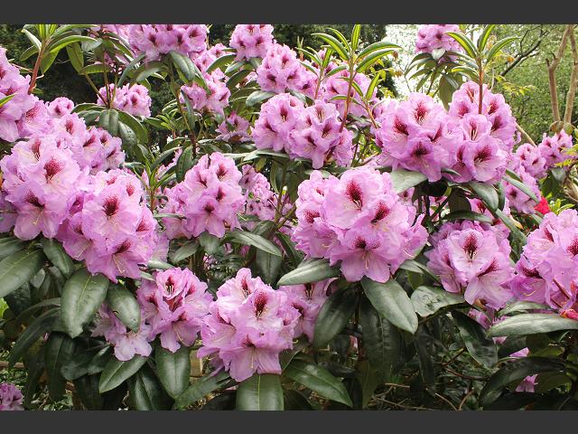 Rhododendron Hybrids and Species Ericaceae Images