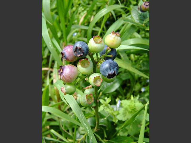 Vaccinium corymbosum Blueberry Ericaceae Images