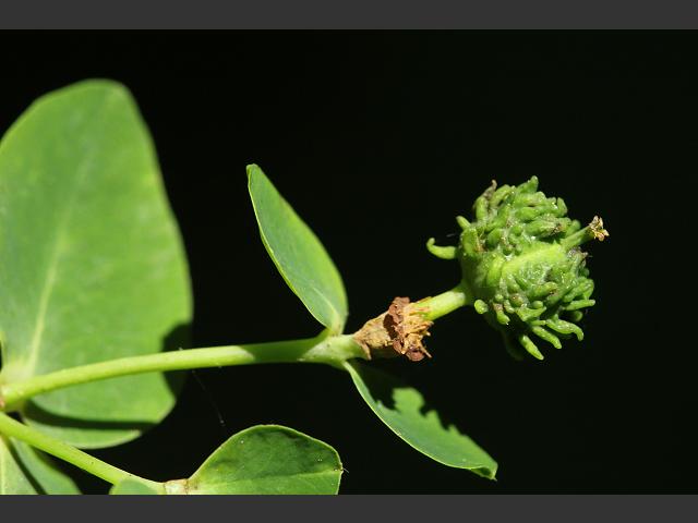Euphorbia hyberna Irish Spurge Euphorbiaceae Images