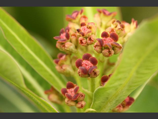 Euphorbia mellifera Honey or Canary Spurge Euphorbiaceae Images