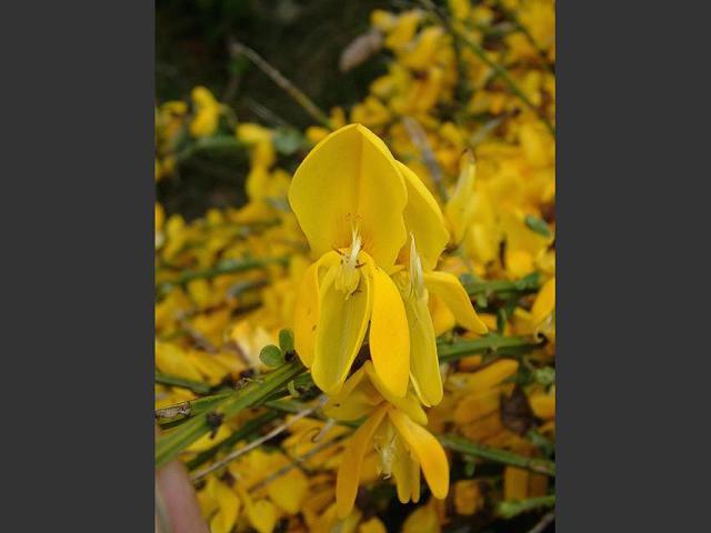 Cytisus scoparius subspecies maritimus Prostrate Broom Fabaceae Images