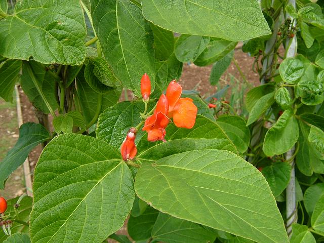 Phaseolus coccineus Runner Bean Fabaceae Images