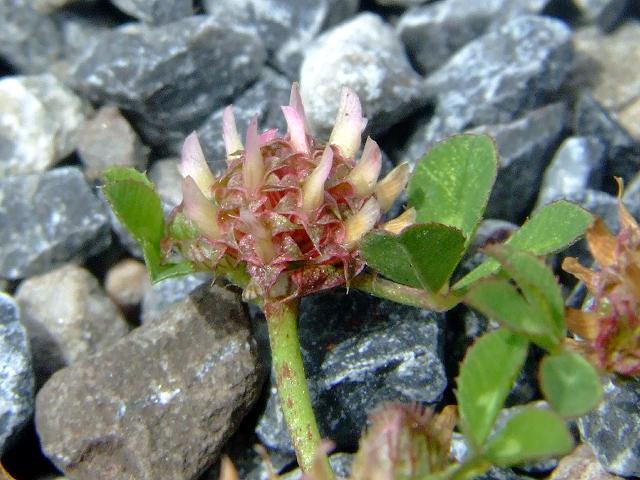 Trifolium glomeratum Clustered Clover Fabaceae Images