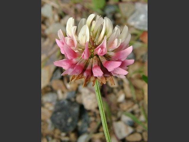 Trifolium hybridum subspecies elegans Alsike Clover Fabaceae Images