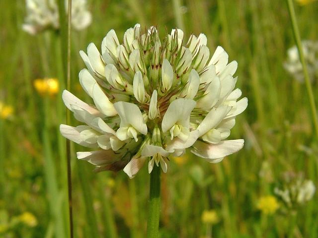 Trifolium repens White Clover Fabaceae Images