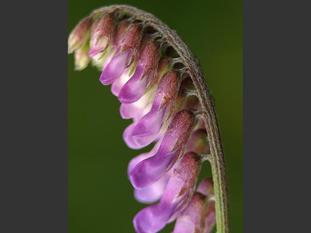 Vicia cracca Tufted Vetch Fabaceae Images