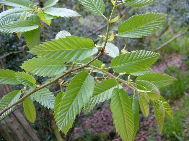 Castanea sativa Sweet Chestnut Fagaceae Images