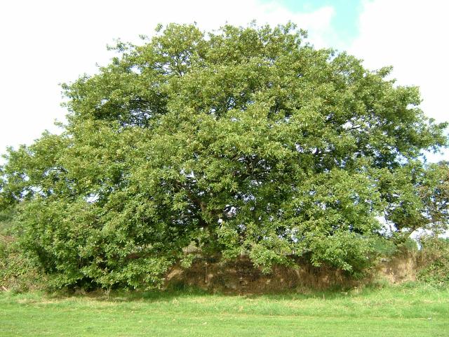 Quercus cerris Turkey Oak Fagaceae Images