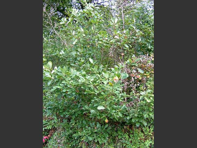 Quercus petraea Sessile or Durmast Oak Fagaceae Images