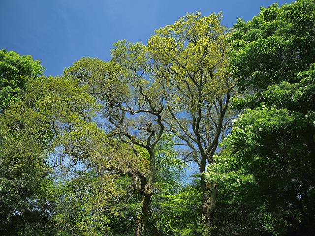 Quercus robur Pedunculate or Common Oak Fagaceae Images