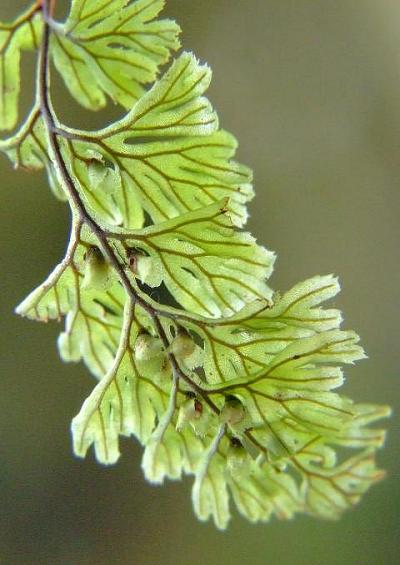 Hymenophyllum wilsonii Wilsons Filmy fern
