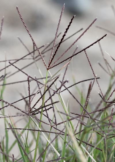 Poaceae Sub-family Chloridoideae Grass Images