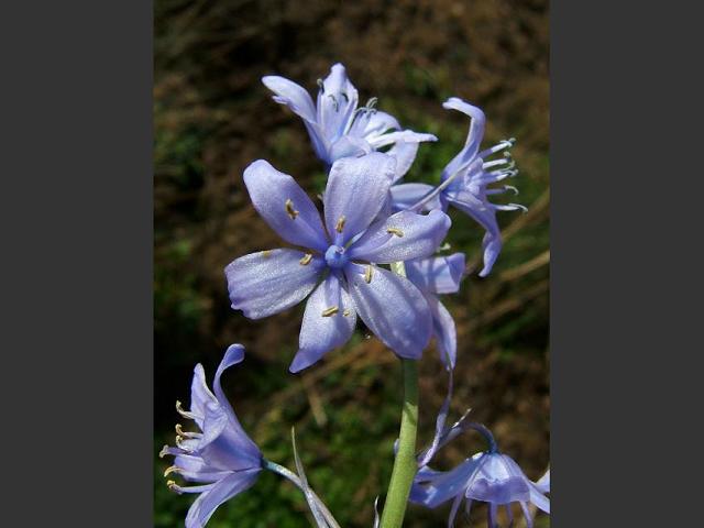 Hyacinthoides hispanica Spanish Bluebell Hyacinthaceae Images