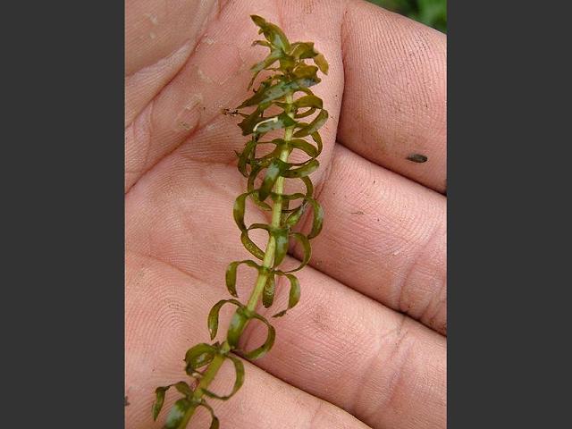 Elodea nuttallii Nuttalls Waterweed or Pondweed Hydrocharitaceae Images