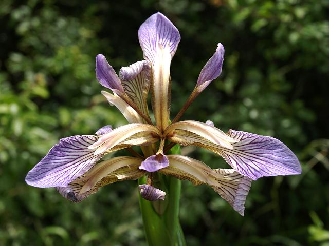 Iris foetidissima Stinking Iris Gladdon or Gladwyn Iridaceae Images