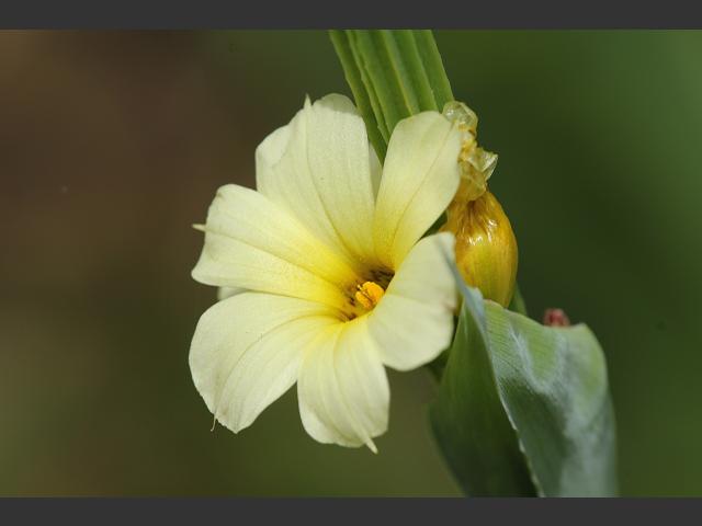 Sisyrinchium striatum Pale Yellow Eyed Grass Iridaceae Images