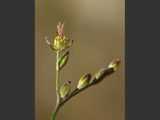 Juncus gerardii Saltmarsh Rush Juncaceae Images