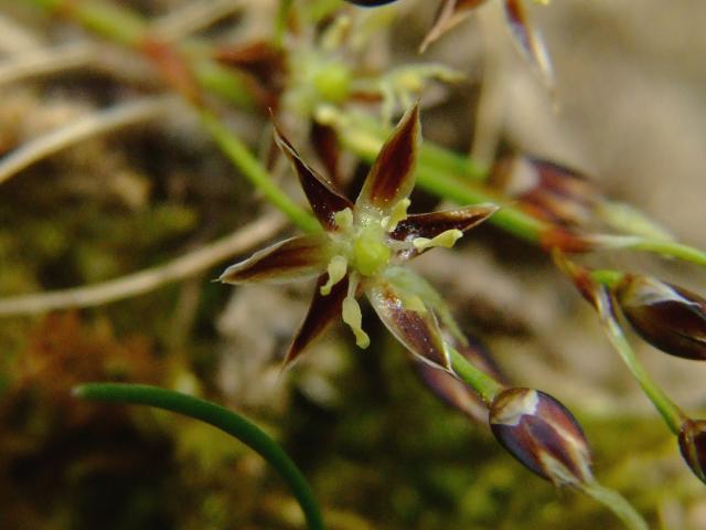 Luzula pilosa Hairy Wood Rush Juncaceae Images