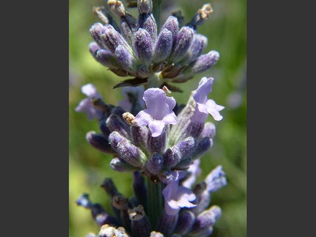 Lavandula angustifolia English Lavender Lamiaceae Images