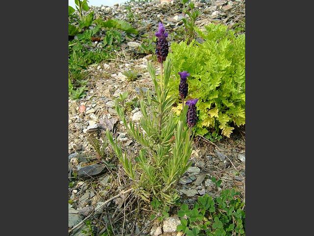 Lavandula stoechas French Lavender Lamiaceae Images
