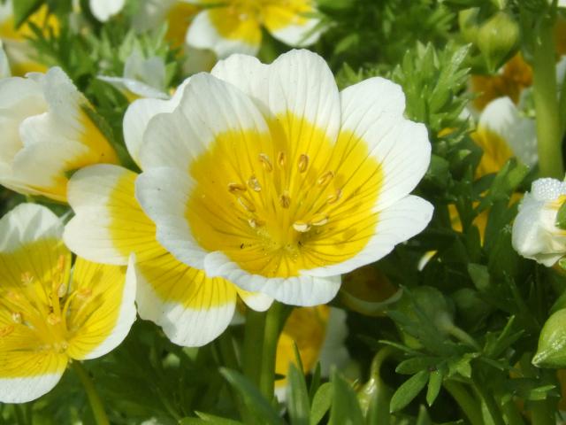 Limnanthes douglasii Meadow Foam or Poached Egg Plant Limnanthaceae Images