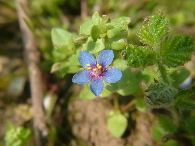 Anagallis arvensis subspecies foemina Blue Pimpernel Myrsinaceae Images