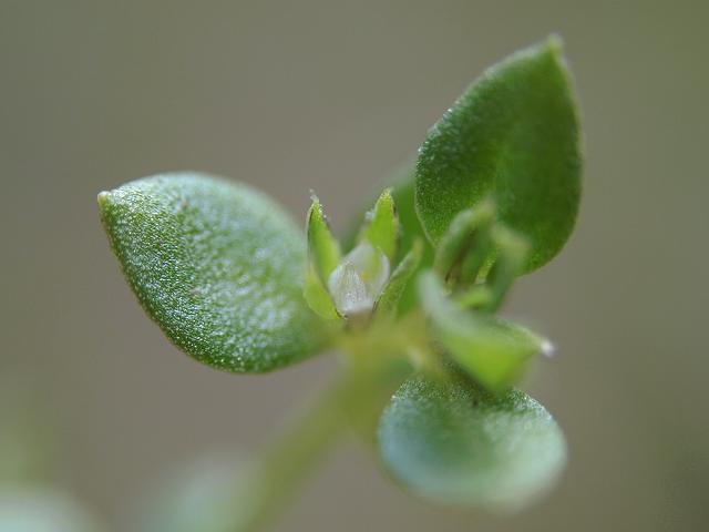 Anagallis minima Chaffweed Myrsinaceae Images
