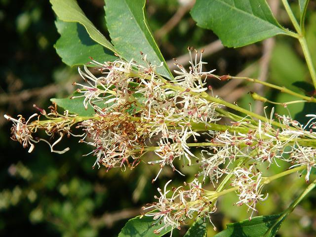 Fraxinus ornus Manna Ash Oleaceae Images