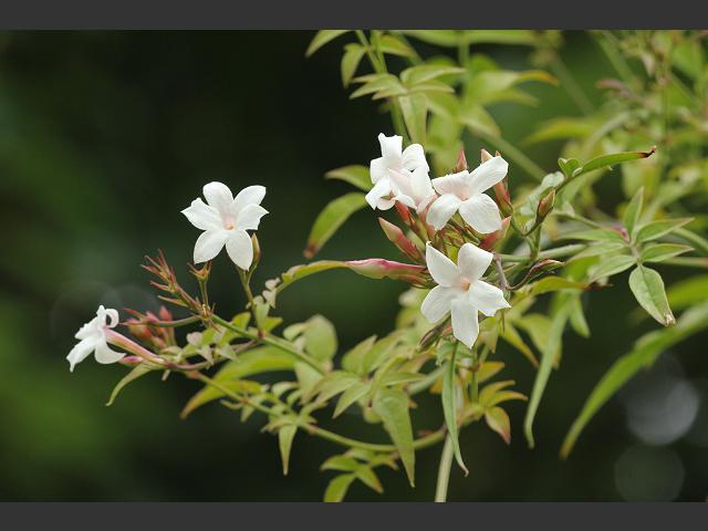 Jasminum officinale Common Jasmine Oleaceae Images