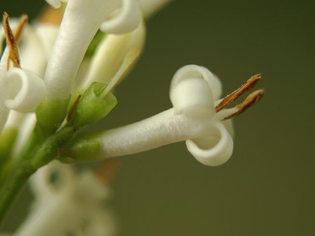 Ligustrum ovalifolium Garden Privet Oleaceae Images