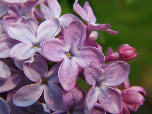 Syringa vulgaris Lilac Oleaceae Images